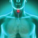 Щитовидная железа в здоровье человека