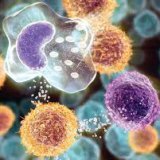 Клеточный иммунитет способы его защиты