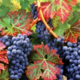 Лечение болезней виноградной лозой