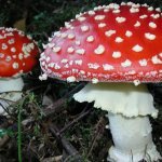 Отравление грибами диагностика и лечение