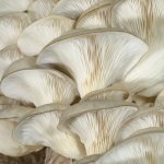 Питательные и целебные свойства грибов вешенки