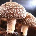 Полезные свойства грибов шиитаке