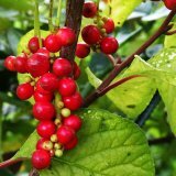 Применение лимонника и препаратов из него