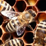 Целебные свойства пчелиного прополиса