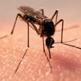 Аллергическая реакция на укус насекомых
