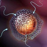 Как происходит оплодотворение яйцеклетки человека
