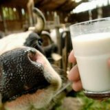 Полезные качества молока для организма