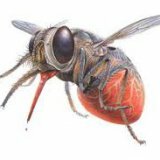 Виды инфекций переносимые мухами