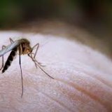 Как защитить кожу ребенка от укуса комаров