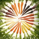 Лечебные свойства моркови обыкновенной